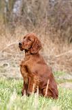 SETTER IRLANDAIS 252